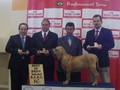 Matriz - Fila Brasileiro Dourado - Canil Singular - Olivia